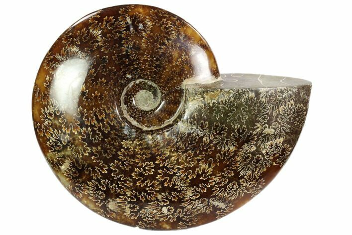 Polished, Agatized Ammonite (Cleoniceras) - Madagascar #102599